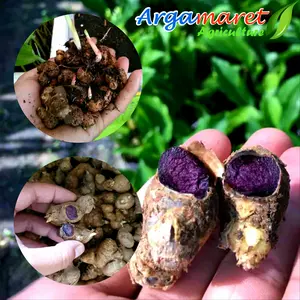 Kunyit Hitam Asli Curcuma caesia.
