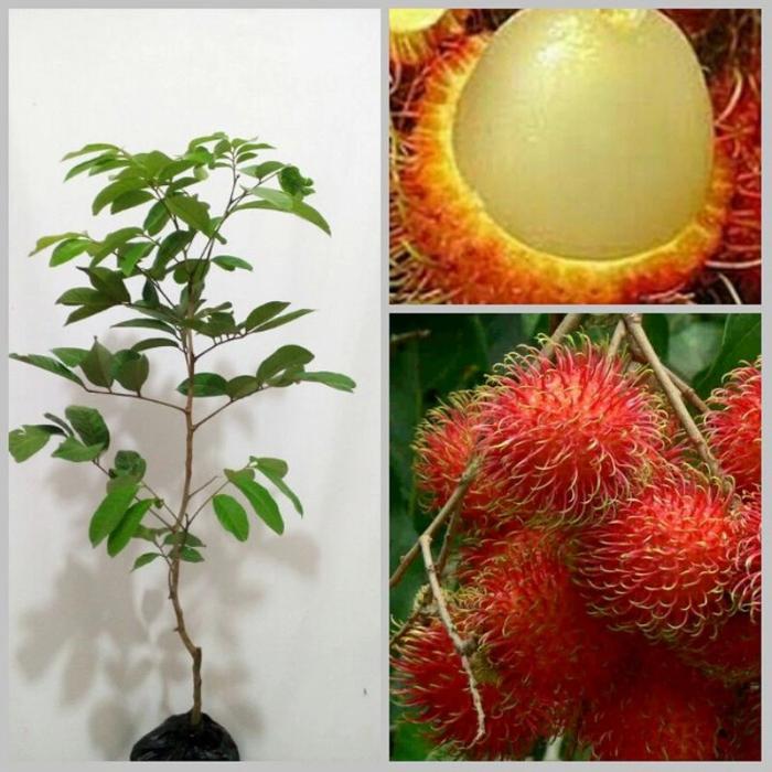 Jual Bibit Tanaman Buah Rambutan Binjai Siap Tanam - Kab. Nganjuk ...