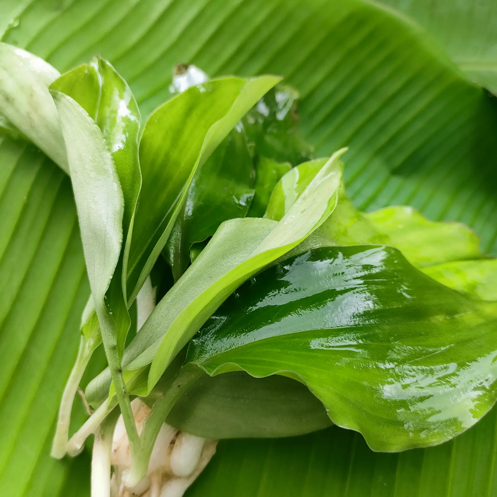 Sayur daun kencur segar 100 gram Sayur