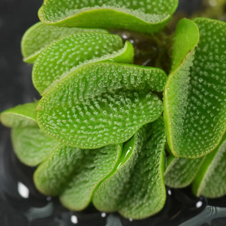 Tanaman Air Aquascape ( salvinia molesta)