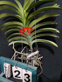 Gambar ( SPIKE/BERBUNGA ) Vanda Preecha Pink dari Sandi Orchid Garden Kota Depok 3 Tokopedia