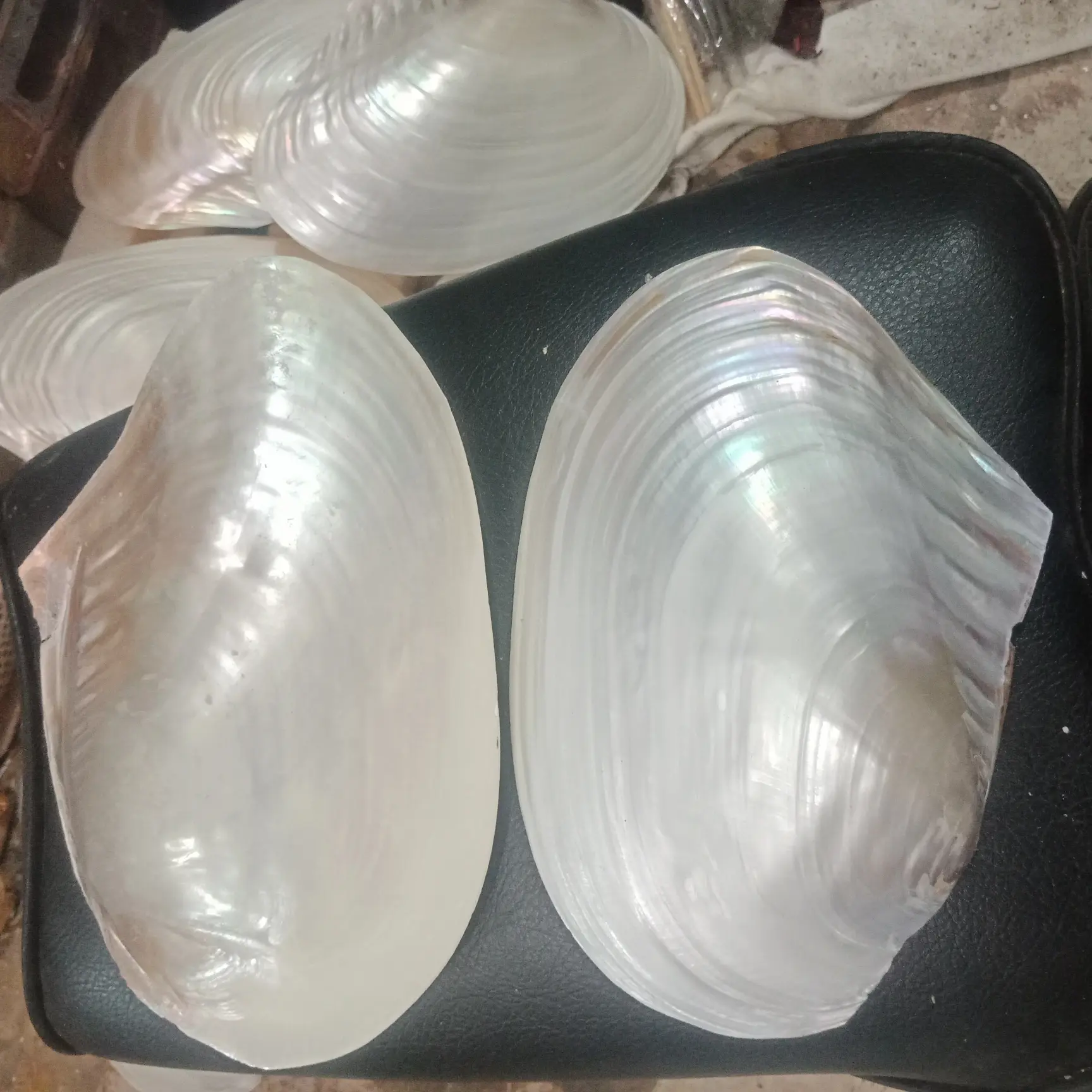 kulit mutiara tawar