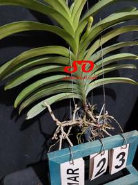 Gambar ( SPIKE/BERBUNGA ) Vanda Preecha Pink dari Sandi Orchid Garden Kota Depok 4 Tokopedia