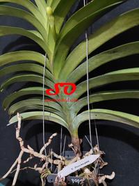 Gambar ( SPIKE/BERBUNGA ) Vanda Preecha Pink dari Sandi Orchid Garden Kota Depok 5 Tokopedia