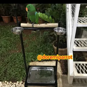 Tangkringan Parrot