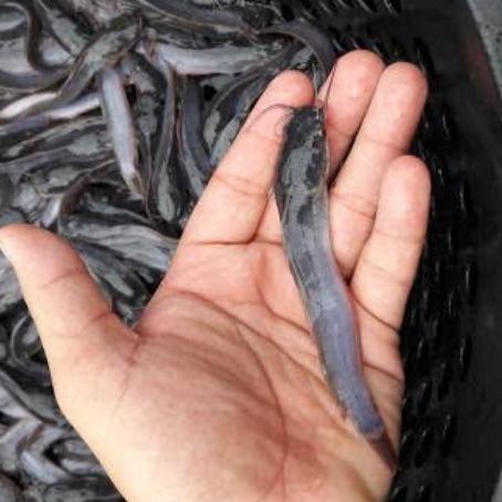Gambar bibit ikan lele sangkuriang 9 10 dari legok fish farm Kota Bekasi Tokopedia