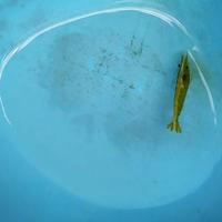Gambar udang hias green fire dari ARM Aquaticplant Kab. Bogor 1 Tokopedia