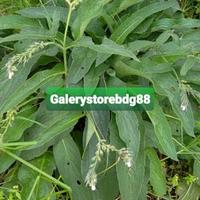 Gambar Daun komfrey daun kompri daun comfrey segar 20 lembar dari Galerystorebdg88 Kab. Bandung Barat 2 Tokopedia