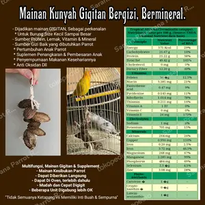 Mainan Gigitan Biji Buah Ketapang Makanan Parrot Macaw Kakatua Falk LB