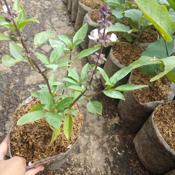 Gambar bibit tanaman thailbasil dari Kebun_Nandi Kab. Bandung Barat Tokopedia