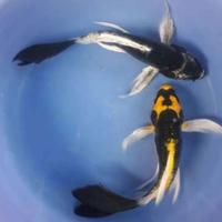 Gambar Ikan Koi Slayer Kumpay Ikan Kolam Koi Slayer dari Sauris Discus Aquarium Kota Depok 1 Tokopedia