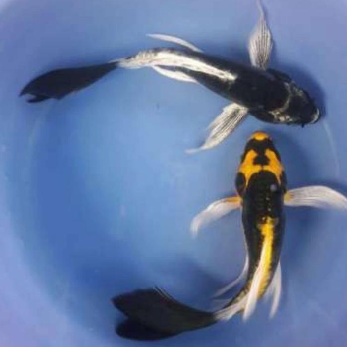 Gambar Ikan Koi Slayer Kumpay Ikan Kolam Koi Slayer dari Sauris Discus Aquarium Kota Depok Tokopedia