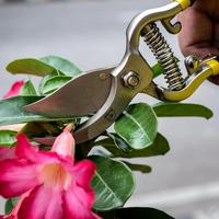 Gambar Gunting dahan pohon 8 inch eye brand Tjap mata Original Germany dari IZZZ TOOL Kota Administrasi Jakarta Timur 1 Tokopedia