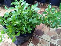 Gambar Tanaman Hias Krokot Kriminil Daun Hijau Alternanthera Ficoidea Green dari Gardin Family Kota Depok 4 Tokopedia