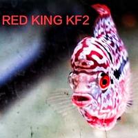 Gambar Bakul212° VIP Louhan Red King Kamfa F2 Viper Ori Thailand dari Bakullouhan Kab. Indramayu 2 Tokopedia