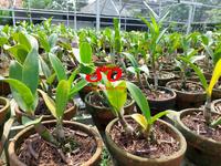 Gambar [ DEWASA ] Dendrobium Burana Pearl Pink: Keindahan yang Memikat dari Sandi Orchid Garden Kota Depok 4 Tokopedia