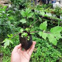 Gambar Bibit Purwaceng Gunung, Antanan Gunung, (Pimpinella pruatjan) dari Mongkrang Herbal Kab. Karanganyar 2 Tokopedia