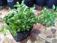 Gambar Tanaman Hias Krokot Kriminil Daun Hijau Alternanthera Ficoidea Green dari Gardin Family Kota Depok 2 Tokopedia