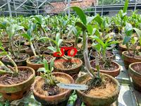 Gambar [ DEWASA ] Dendrobium Burana Pearl Pink: Keindahan yang Memikat dari Sandi Orchid Garden Kota Depok 3 Tokopedia