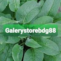 Gambar Daun komfrey daun kompri daun comfrey segar 20 lembar dari Galerystorebdg88 Kab. Bandung Barat 3 Tokopedia