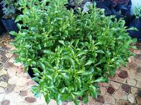 Gambar Tanaman Hias Krokot Kriminil Daun Hijau Alternanthera Ficoidea Green dari Gardin Family Kota Depok 5 Tokopedia