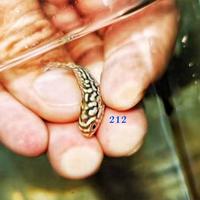 Gambar Bakul212° VIP Louhan Red King Kamfa F2 Viper Ori Thailand dari Bakullouhan Kab. Indramayu 3 Tokopedia