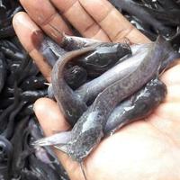 Gambar bibit ikan lele sangkuriang 9 10 dari legok fish farm Kota Bekasi 2 Tokopedia