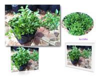 Gambar Tanaman Hias Krokot Kriminil Daun Hijau Alternanthera Ficoidea Green dari Gardin Family Kota Depok 1 Tokopedia