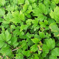 Gambar Bibit Purwaceng Gunung, Antanan Gunung, (Pimpinella pruatjan) dari Mongkrang Herbal Kab. Karanganyar 1 Tokopedia