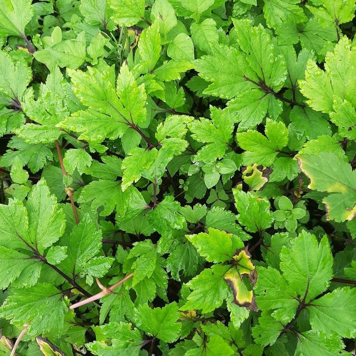 Gambar Bibit Purwaceng Gunung, Antanan Gunung, (Pimpinella pruatjan) dari Mongkrang Herbal Kab. Karanganyar Tokopedia