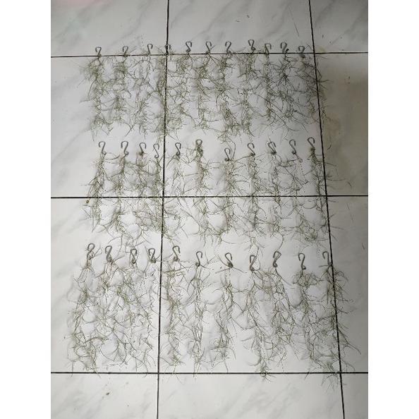 Gambar Janggut Musa / Jenggot Musa Murah (Panjang 1 Helai Janggut Musa 50Cm dari JURAGAN PERTANIAN Kota Tangerang Selatan Tokopedia