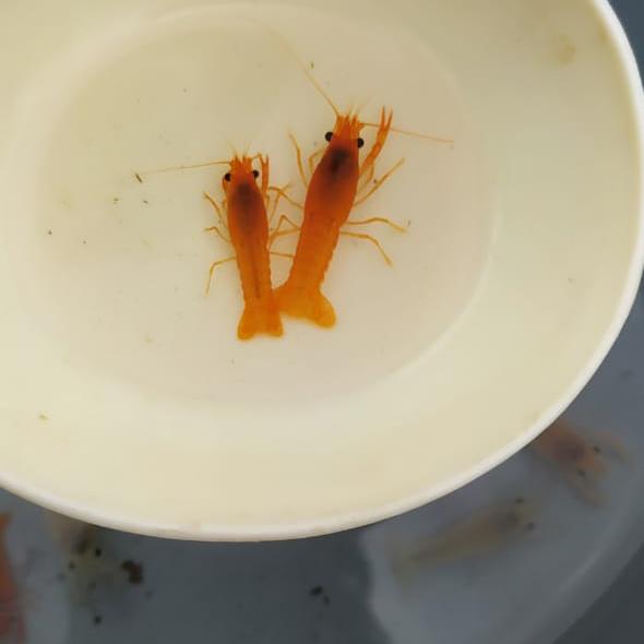 Gambar udang hias lobster orange baby aquascape dari ARM Aquaticplant Kab. Bogor Tokopedia