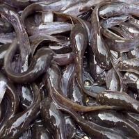 Gambar bibit ikan lele sangkuriang 9 10 dari legok fish farm Kota Bekasi 3 Tokopedia