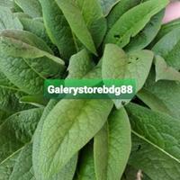 Gambar Daun komfrey daun kompri daun comfrey segar 20 lembar dari Galerystorebdg88 Kab. Bandung Barat 1 Tokopedia