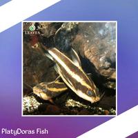 Gambar Platydoras / ikan hias aquascape / ikan pembersih aquascape dari Aqualeavesjaksel Kota Administrasi Jakarta Selatan 1 Tokopedia