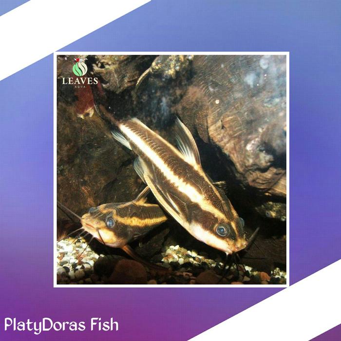Gambar Platydoras / ikan hias aquascape / ikan pembersih aquascape dari Aqualeavesjaksel Kota Administrasi Jakarta Selatan Tokopedia