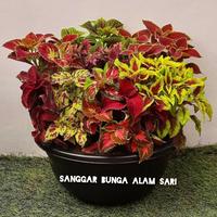 Gambar PAKET HEMAT TANAMAN HIAS BUNGA MIANA WARNA MIX RIMBUN + POT HITAM dari SANGGAR BUNGA ALAMSARI Kota Administrasi Jakarta Utara 1 Tokopedia