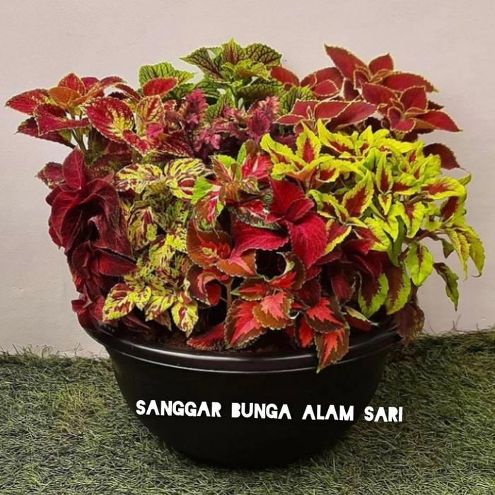 Gambar PAKET HEMAT TANAMAN HIAS BUNGA MIANA WARNA MIX RIMBUN + POT HITAM dari SANGGAR BUNGA ALAMSARI Kota Administrasi Jakarta Utara Tokopedia