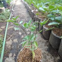 Gambar bibit tanaman thailbasil dari Kebun_Nandi Kab. Bandung Barat 2 Tokopedia