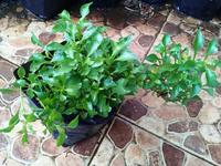 Gambar Tanaman Hias Krokot Kriminil Daun Hijau Alternanthera Ficoidea Green dari Gardin Family Kota Depok 3 Tokopedia