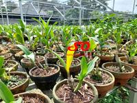 Gambar [ DEWASA ] Dendrobium Burana Pearl Pink: Keindahan yang Memikat dari Sandi Orchid Garden Kota Depok 5 Tokopedia