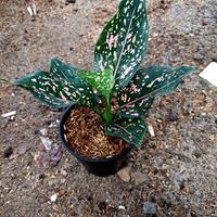Gambar Aglonema Pink Dalmantion dari Fajarcooler Kota Tangerang 2 Tokopedia