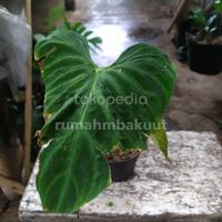 Gambar philodendron verucosum ekonomis dari rumahmbakuut Kota Administrasi Jakarta Timur 1 Tokopedia