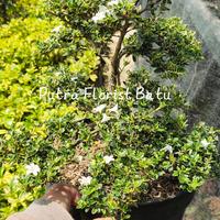 Gambar Bonsai Tanaman Mirten Melati Jepang XL dari Putra florist batu Kota Batu 2 Tokopedia