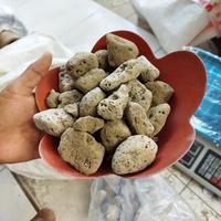 Gambar Punice Batu Apung 2-4 cm dari Bali Ponik Kab. Gianyar 1 Tokopedia