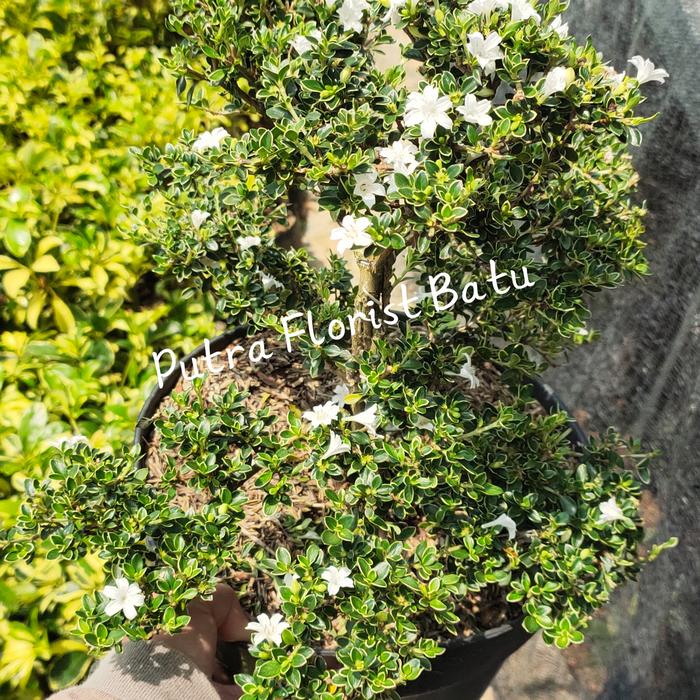 Gambar Bonsai Tanaman Mirten Melati Jepang XL dari Putra florist batu Kota Batu Tokopedia