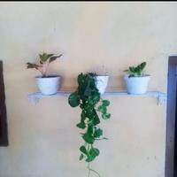 Gambar rak bunga hias besi dinding tembok - Hitam dari aglonema fattah Kab. Bogor 2 Tokopedia