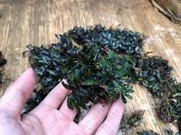 Gambar Tanaman Aquascape-Bucephalandra Micro Catherine Buce Mini Black Velvet dari Oriens Shop Kota Bekasi 2 Tokopedia