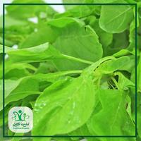 Gambar Bayam Hijau - Sayur Kendal - 1000gr dari Sayur Kendal Menteng Kota Administrasi Jakarta Pusat 3 Tokopedia