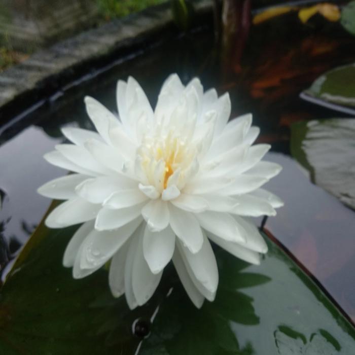 Gambar Double White ( Teratai import , Hardy waterlily ) dari angelus stores Kab. Kediri Tokopedia